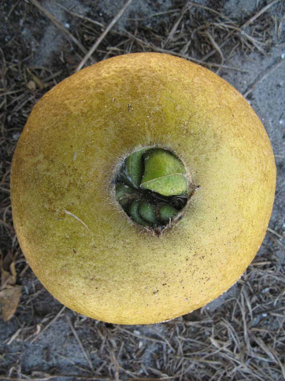              Fruit (Winter Haven, FL)       